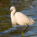 Shore Bird on barrier island