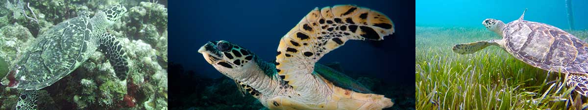 Hawksbill turtles