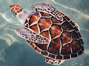 LOGGERHEAD SEA TURTLE