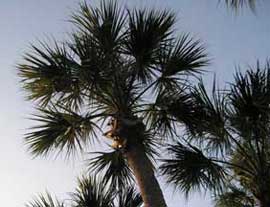 Palmetto Palm Tree