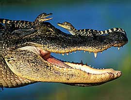 American Alligator