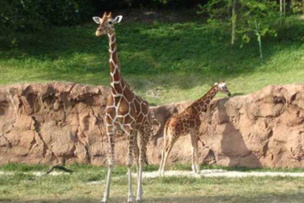 giraffes at Busch Gardens
