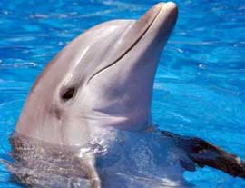 Dolphin