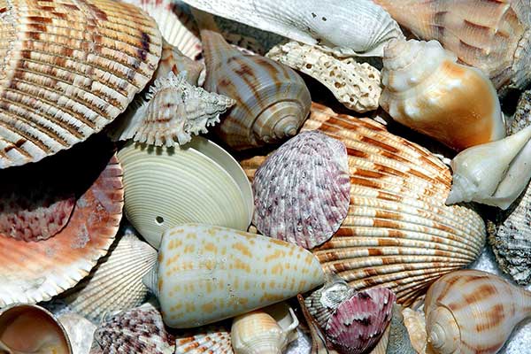 Florida Shell Guide  White Sands Beach Resort