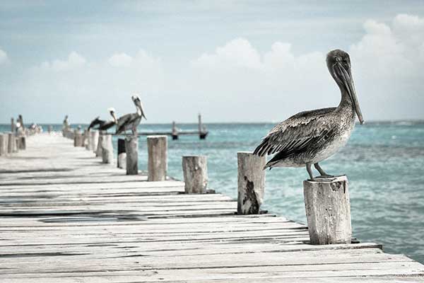 Pelican on weathered wooden pier