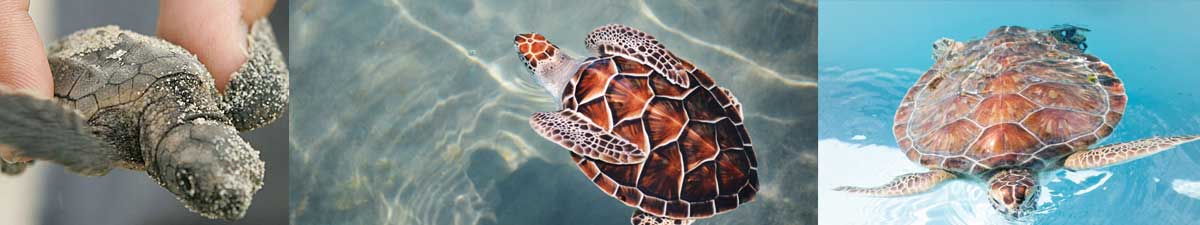 loggerhead turtles