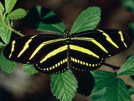 Zebra Longwing Butterfly