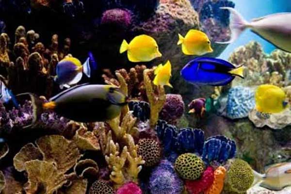 fish at mote marine aquarium