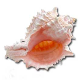 Florida Shell Identification Chart