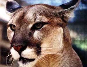 Florida Panther