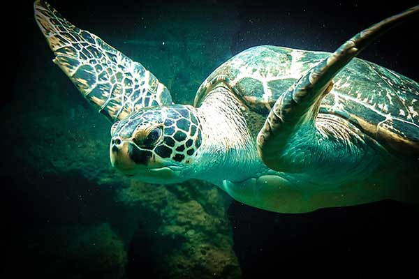 sea turtle swimming under water