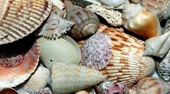 florida sea shells guide