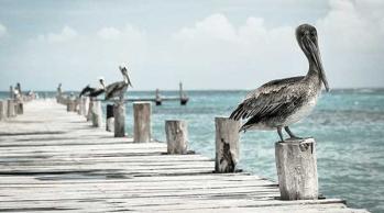 Pelican on weathered wooden pier