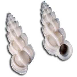 Wentletrap Shells