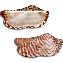 Shell Identification Chart